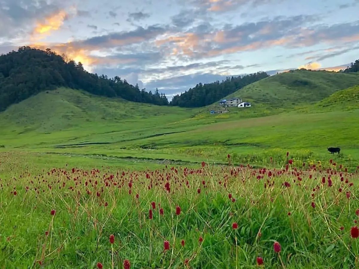 Khaptad National Park: Nepal’s Quiet Meadow Trek photo 3