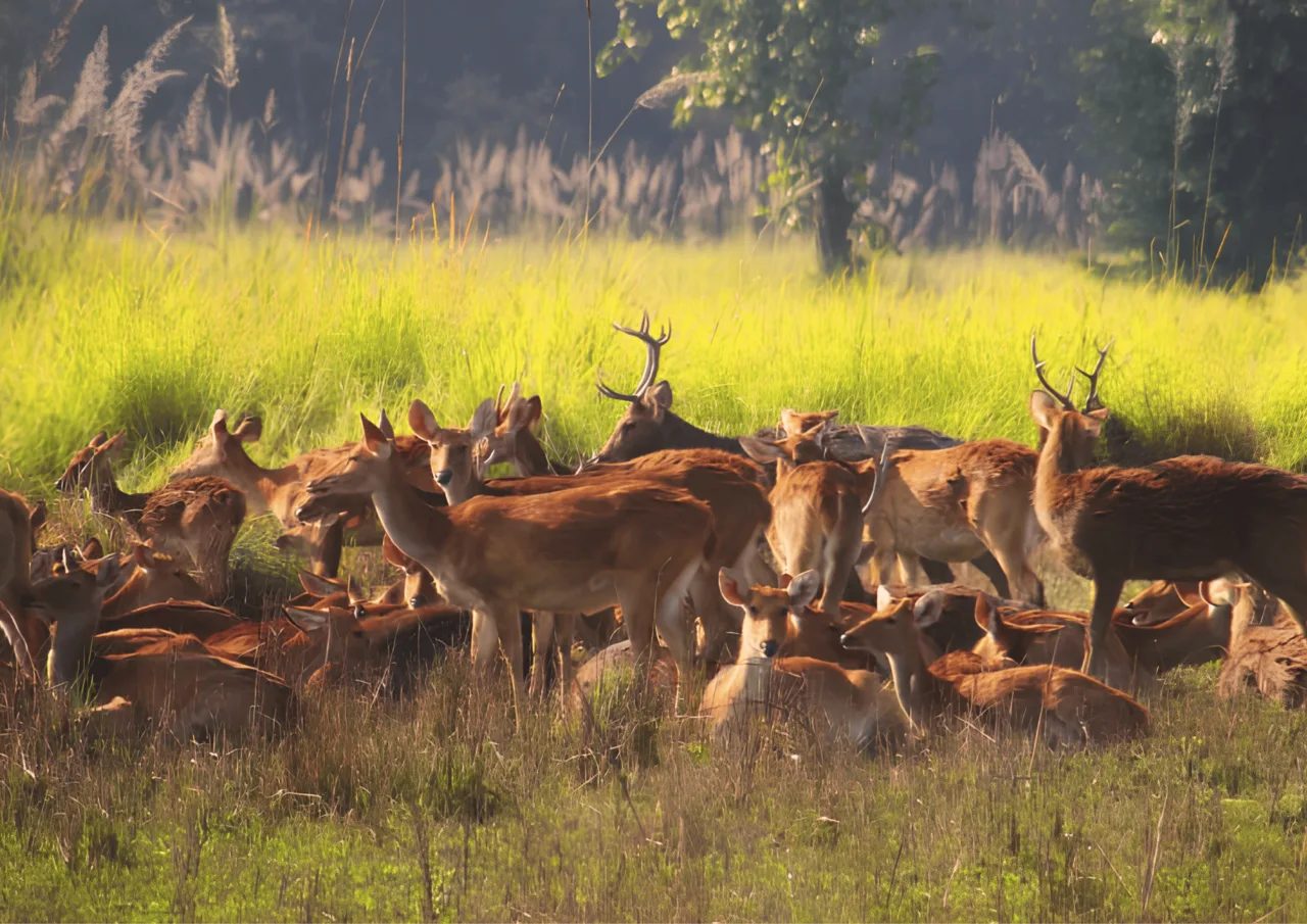Shuklaphanta National Park: The Complete 2025 Travel Guide photo 1