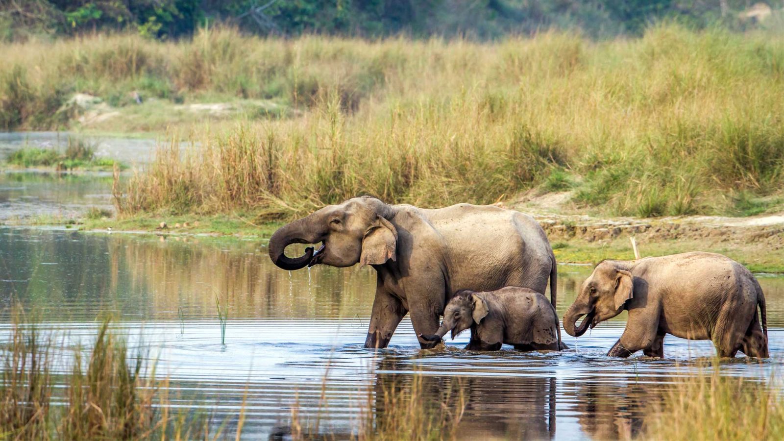 Shuklaphanta National Park: The Complete 2025 Travel Guide photo 4