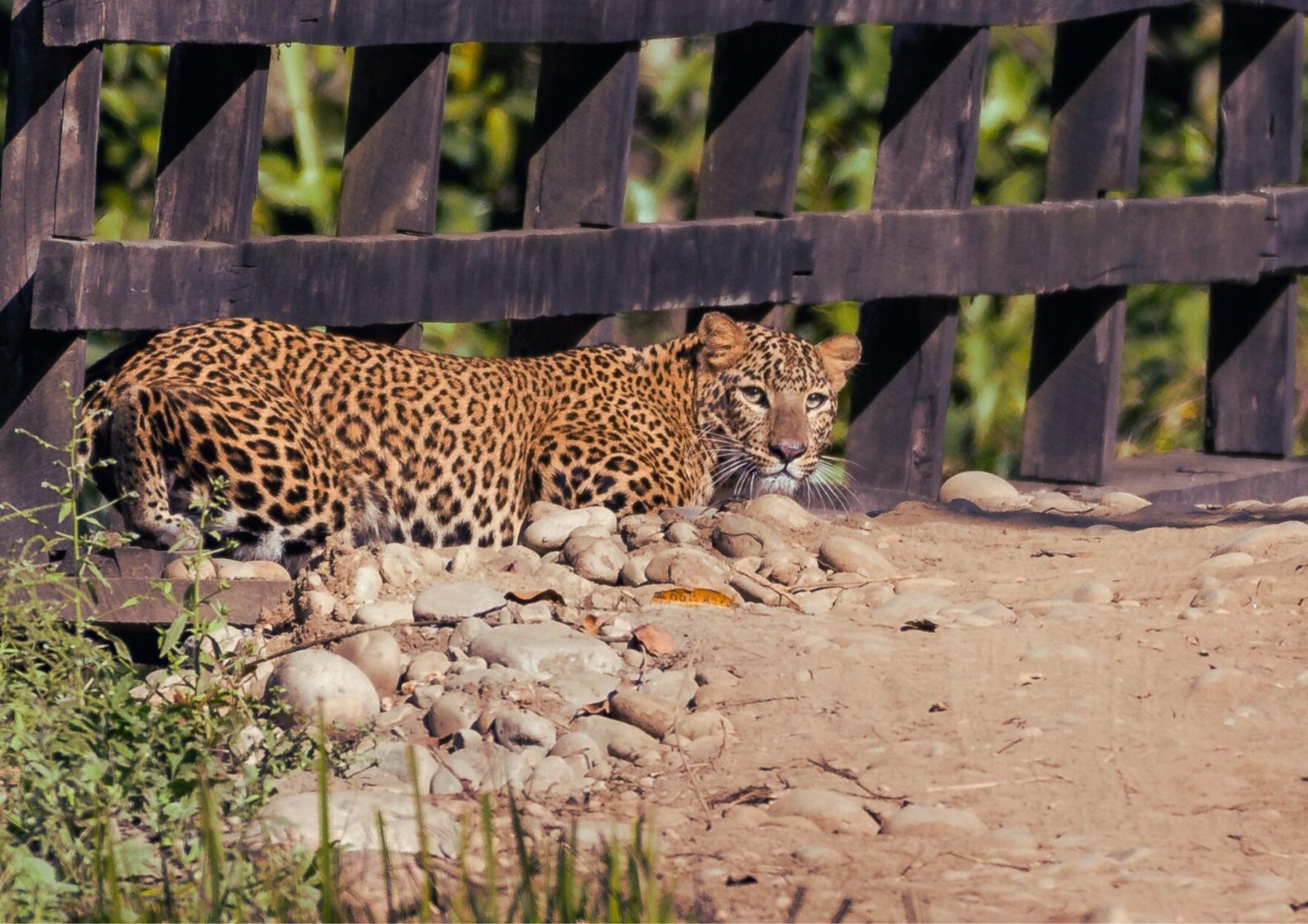 Shuklaphanta National Park: The Complete 2025 Travel Guide photo 3